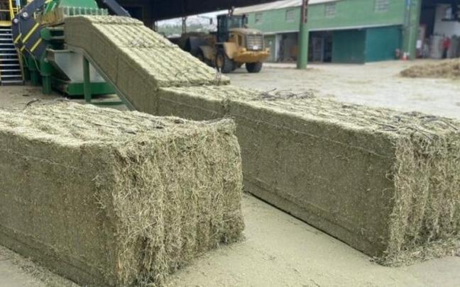 Alfalfa deshidratada.