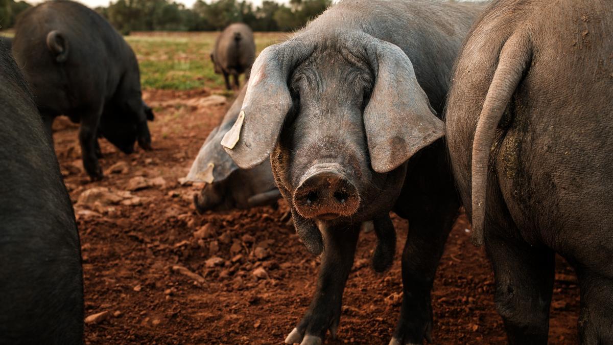 Porc negre, una raza autóctona de Baleares.