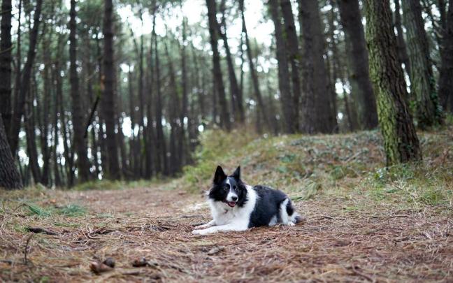 Un border collie en un pinar, lugar en el que estos días hay que vigilar la presencia de orugas de procesionaria. / Freepik Un border collie en un pinar, lugar en el que estos días hay que vigilar la presencia de orugas de procesionaria.