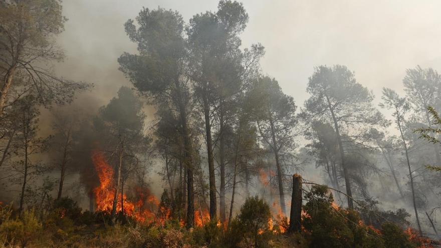 El incendio afectó a unos 25 metros cuadrados de encina y vegetación