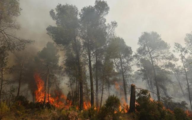 El incendio afectó a unos 25 metros cuadrados de encina y vegetación
