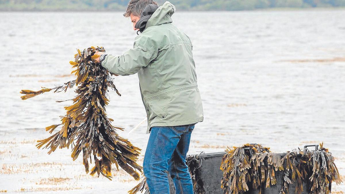 Un hombre recoge algas a la orilla del mar en la costa de Kerry.