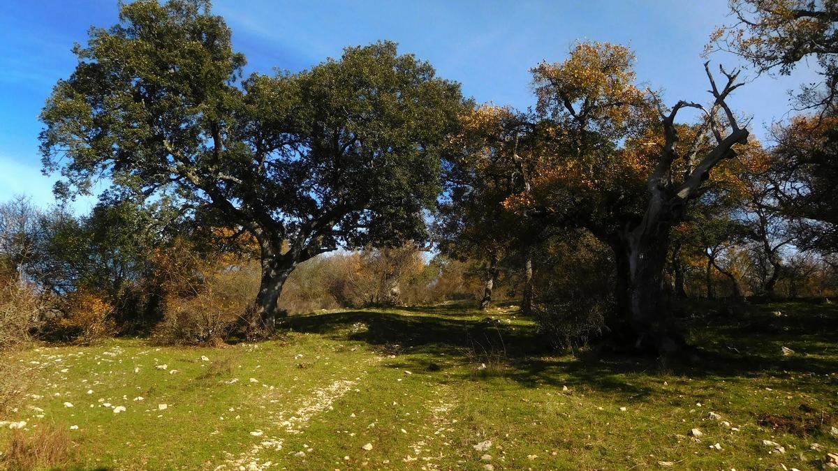 El bosque nos recibe