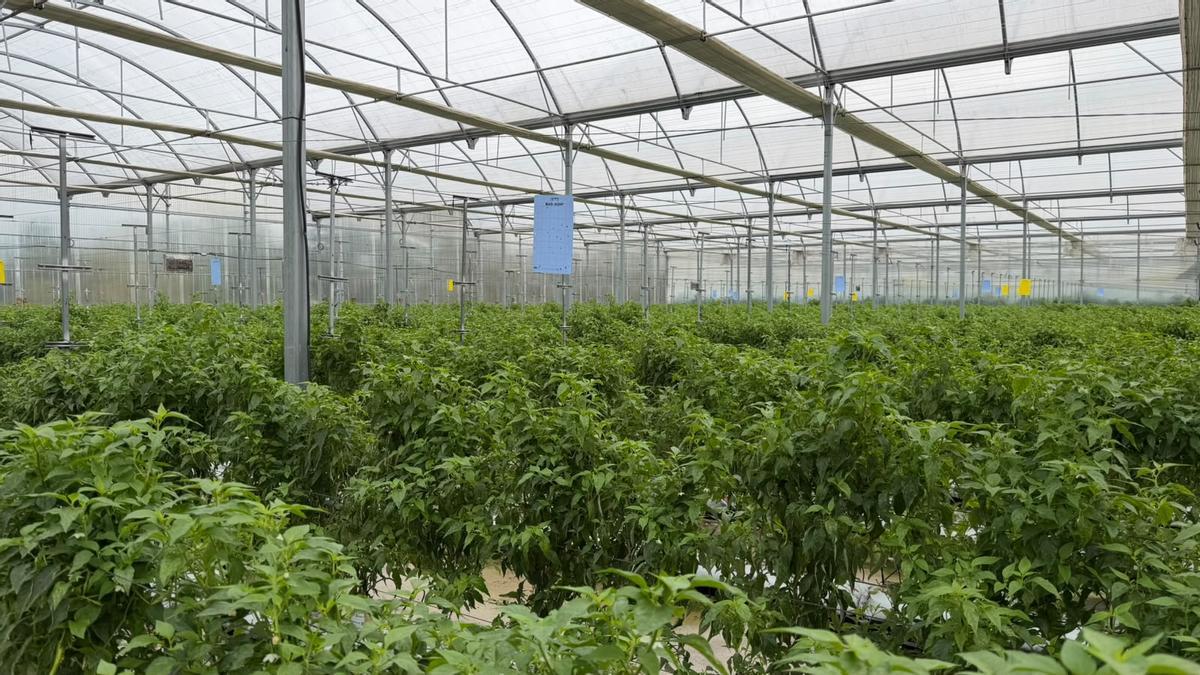 Plantación de guindillas de La Gilda del Norte bajo un invernadero.