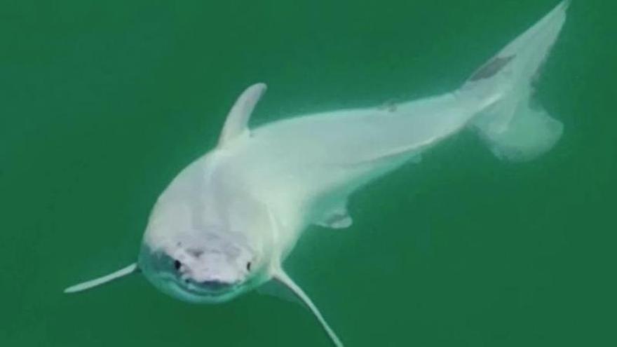 La primera cría de tiburón blanco grabada en vídeo.
