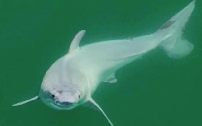 La primera cría de tiburón blanco grabada en vídeo. / EP La primera cría de tiburón blanco grabada en vídeo.