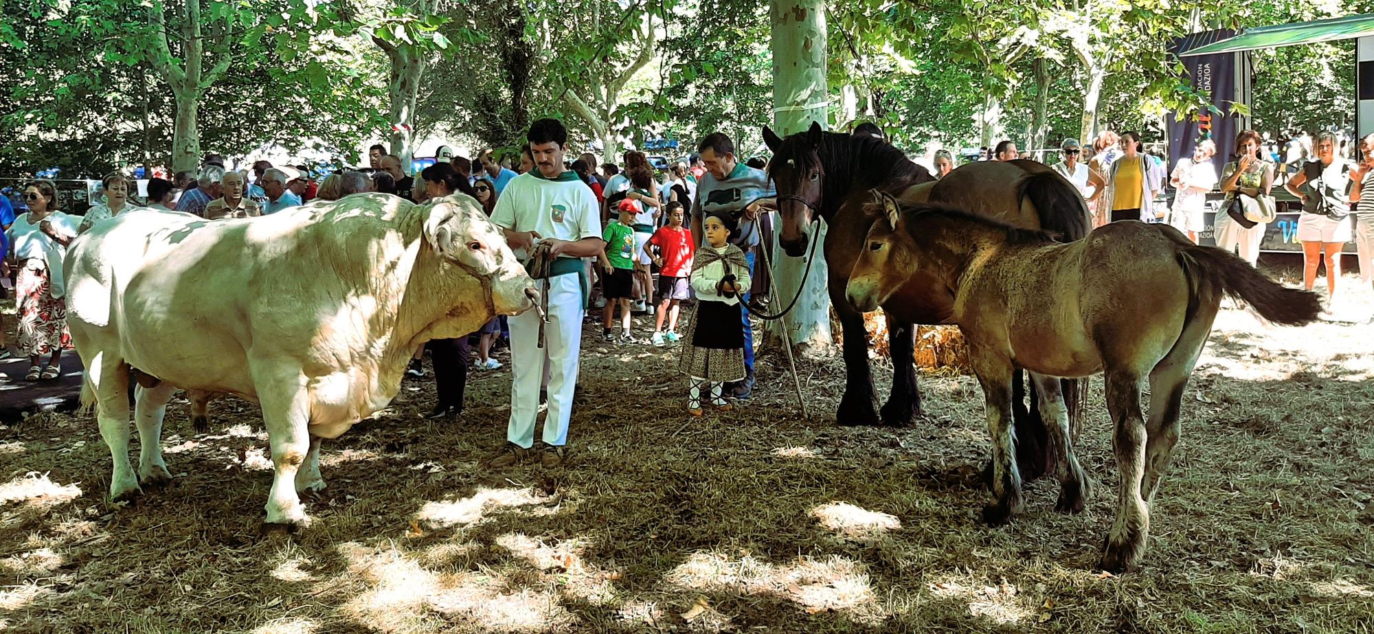 El toro charolés y la yegua, junto a su inseparable potro, que subieron a la báscula para las apuestas en la feria ganadera de San Roke en Amurrio
