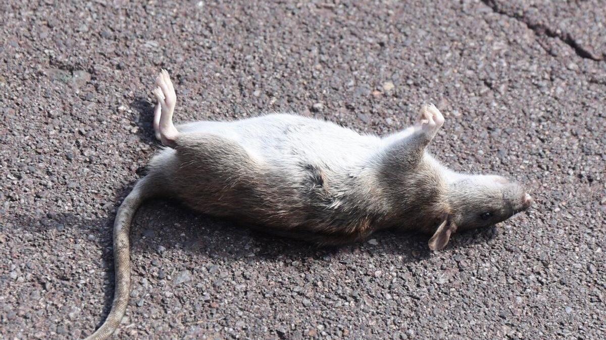 La presencia de ratas genera molestias que se quieren minimizar con este nuevo plan.