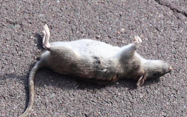 La presencia de ratas genera molestias que se quieren minimizar con este nuevo plan.