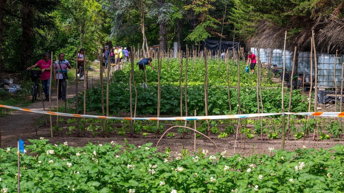 Imagen de huertos comunitarios, un proyecto que desde hace unos años se ha ido extendiendo por diferentes localidades.