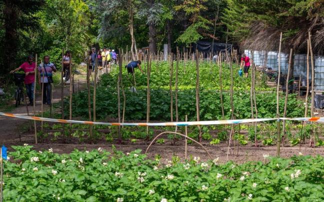 Imagen de huertos comunitarios, un proyecto que desde hace unos años se ha ido extendiendo por diferentes localidades.
