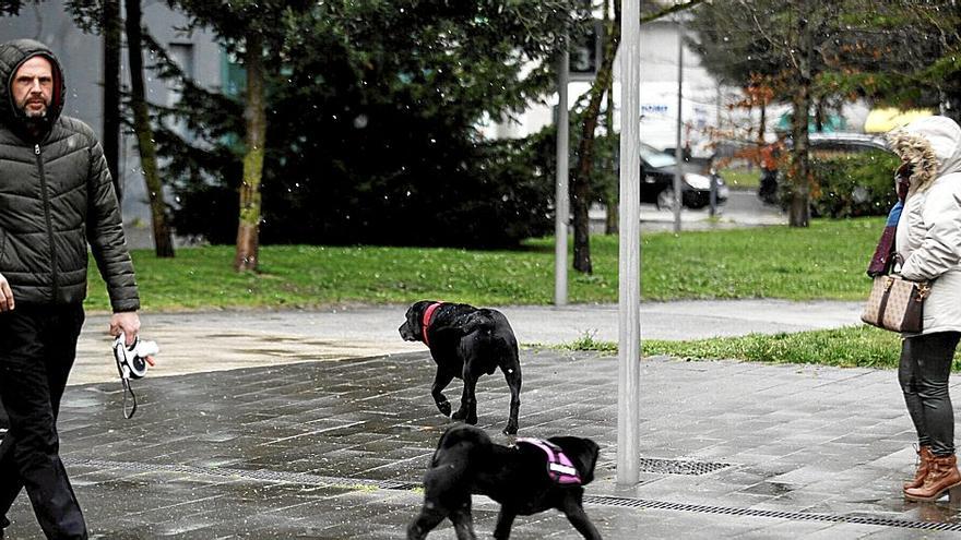 Álava suma 4.000 perros a su censo en el último año