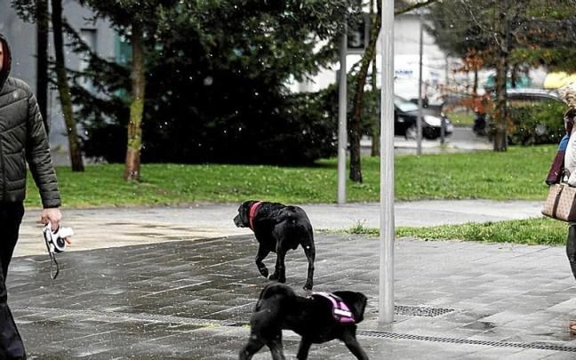 Álava suma 4.000 perros a su censo en el último año
