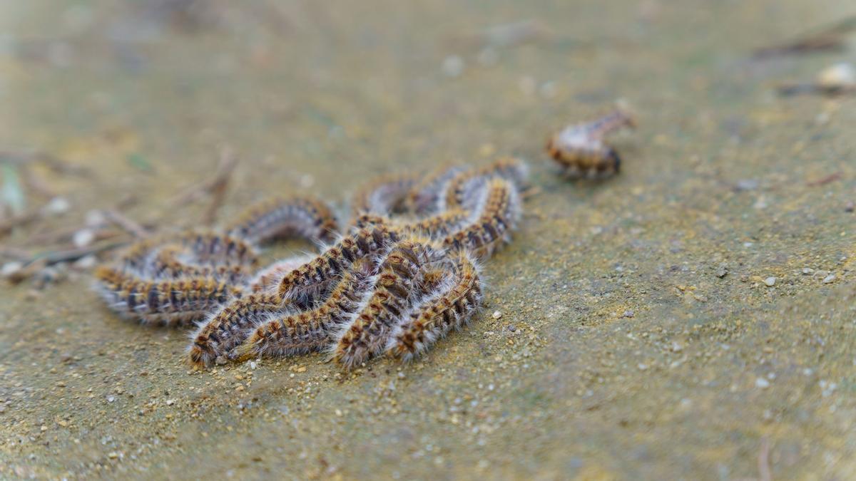 Las orugas de la procesionaria empiezan ya a bajar de los pinos para completar su desarrollo.