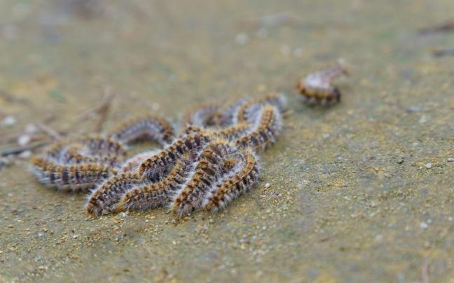 Las orugas de la procesionaria empiezan ya a bajar de los pinos para completar su desarrollo.