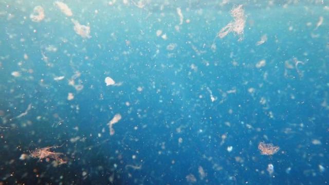 Los microplásticos entran en el cuerpo a través de los alimentos, las bebidas y el aire.