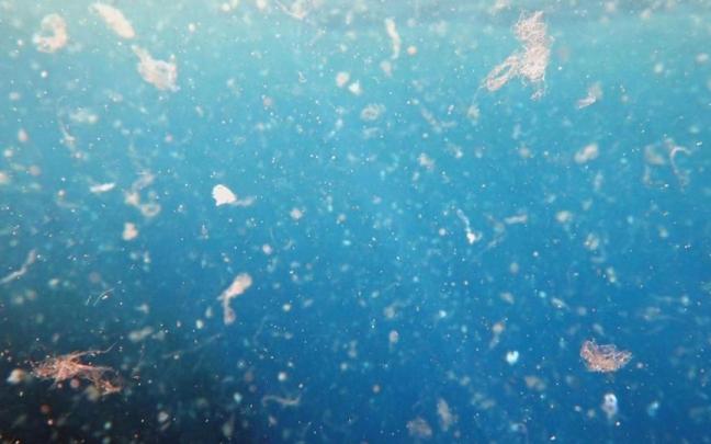 Los microplásticos entran en el cuerpo a través de los alimentos, las bebidas y el aire.