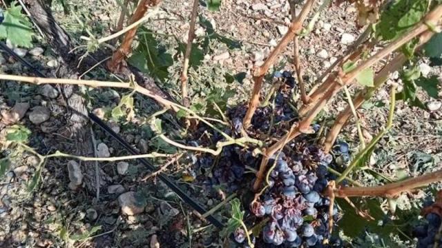 Uva dañada de manera severa por el granizo.