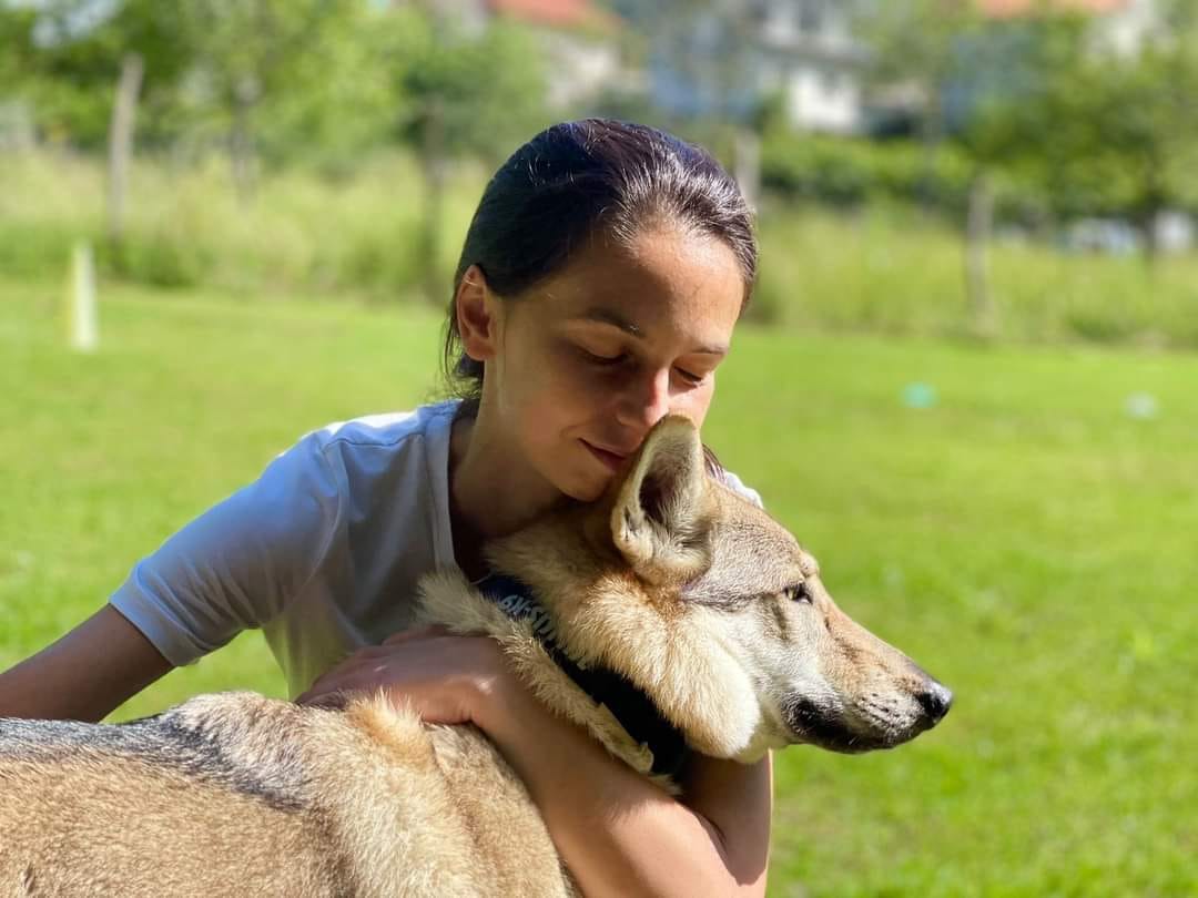 perro lobo checoslovaco