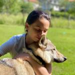 perro lobo checoslovaco