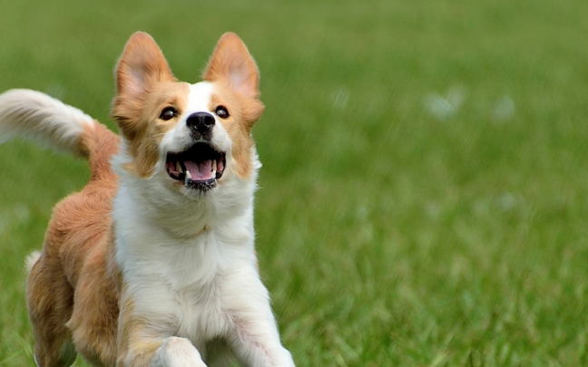 Entrevista Jose Ramon Becerra Derechos Animales