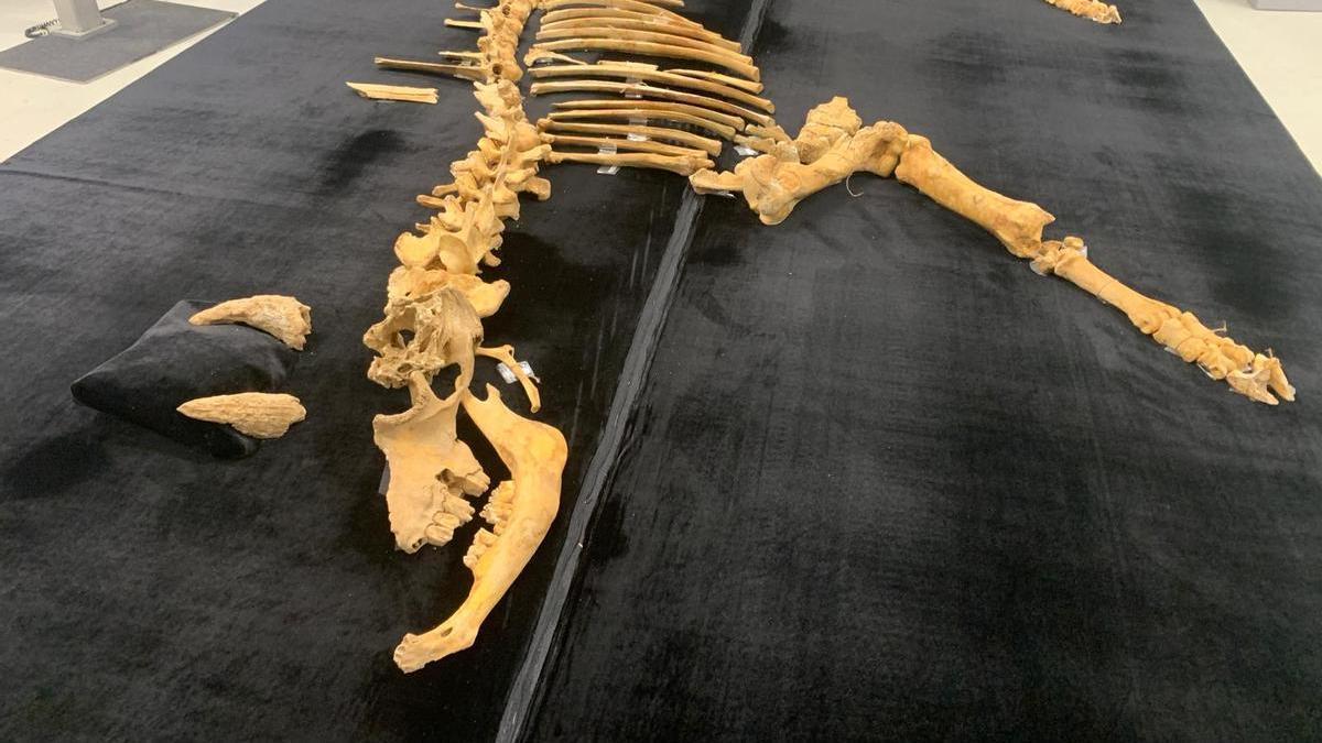 El esqueleto de bisonte de hace 4.000 años hallado en Urbasa. PATXI CASCANTE