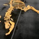 El esqueleto de bisonte de hace 4.000 años hallado en Urbasa. PATXI CASCANTE