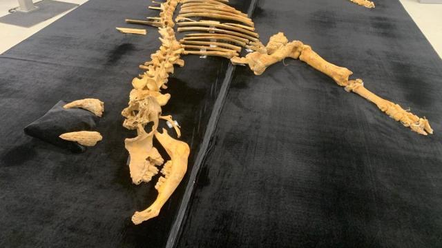 El esqueleto de bisonte de hace 4.000 años hallado en Urbasa. PATXI CASCANTE