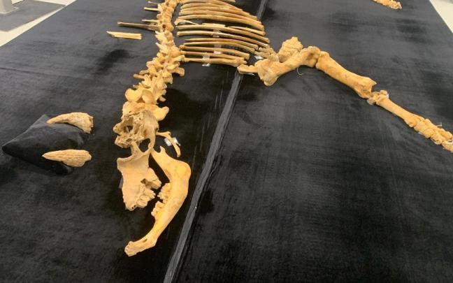 El esqueleto de bisonte de hace 4.000 años hallado en Urbasa. PATXI CASCANTE