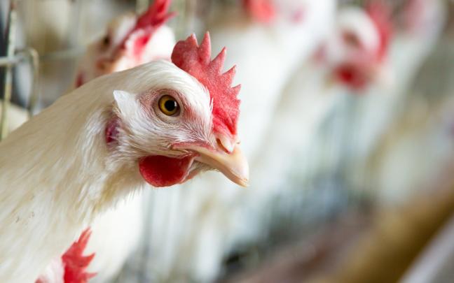 Agricultura adopta nuevas medidas de protección ante la gripe aviar. EP