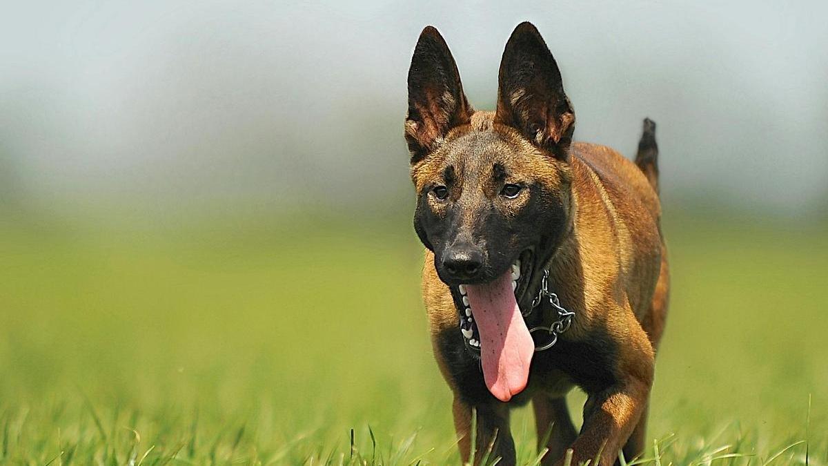 Un pastor belga malinois.