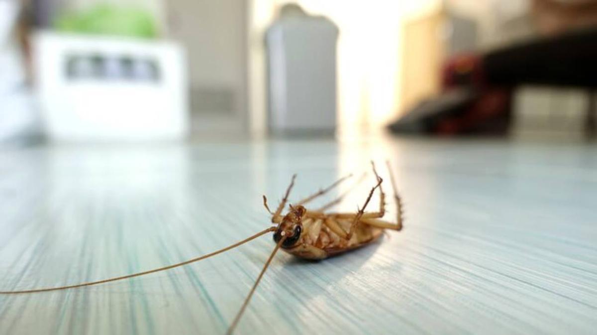 Imagen de una cucaracha en el interior de una vivienda