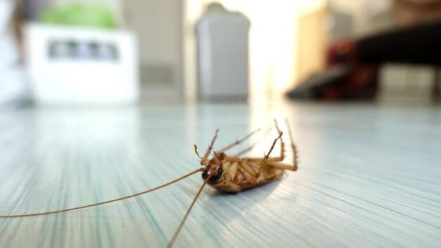 Imagen de una cucaracha en el interior de una vivienda