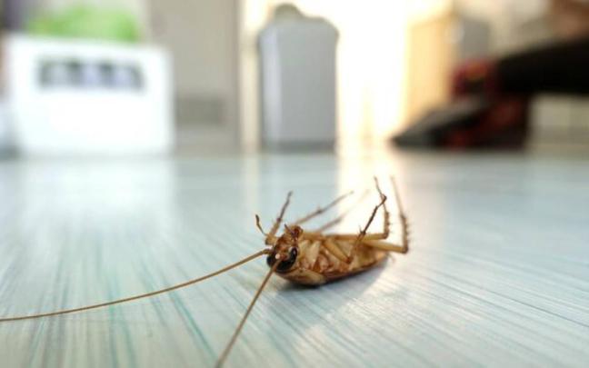 Imagen de una cucaracha en el interior de una vivienda