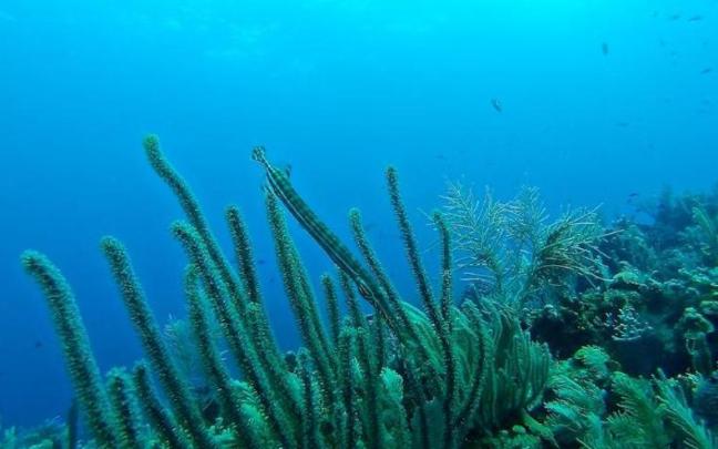 El proceso de descomposición de organismos vivos contribuye a aumentar el oxígeno y reducir los niveles de dióxido de carbono, algo que favorece la creación de vida