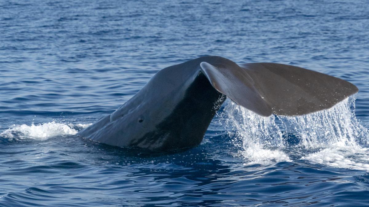 Una cola de cachalote sacude la superficie del agua.