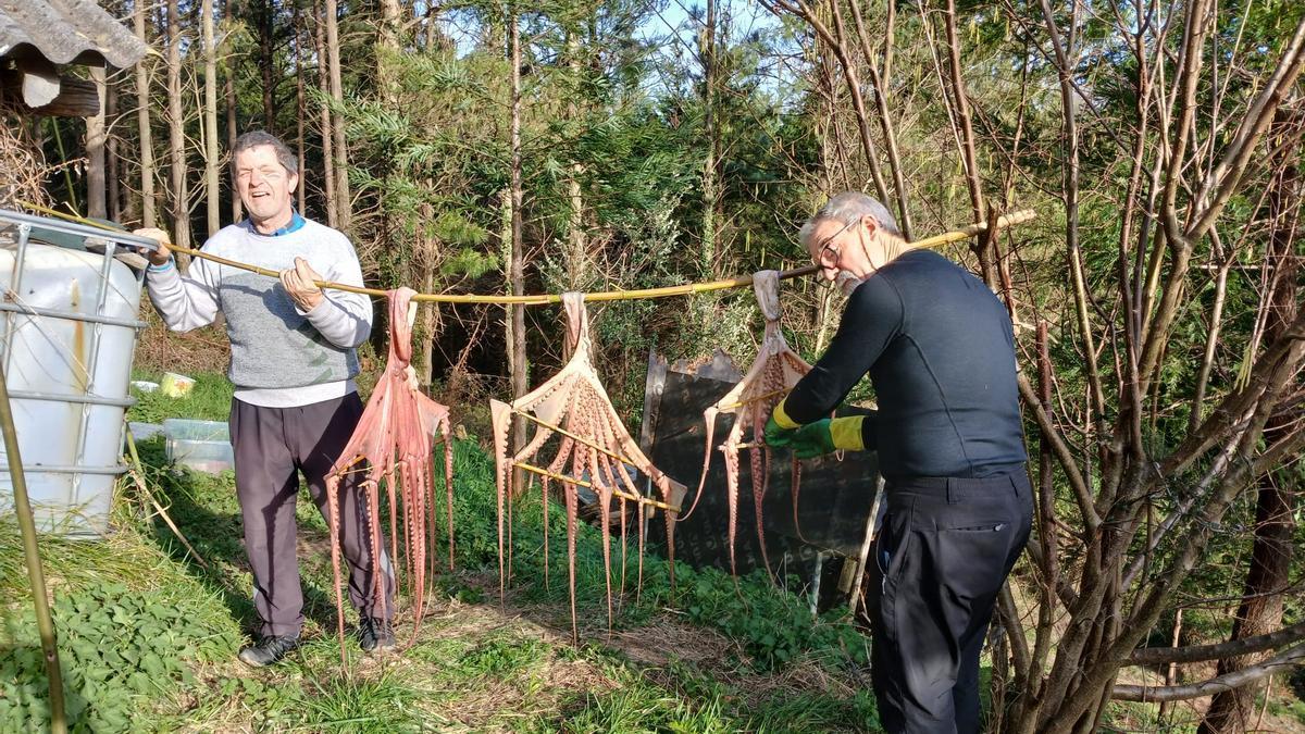 Secando pulpos al sol, una tradición casi perdida en Zumaia.
