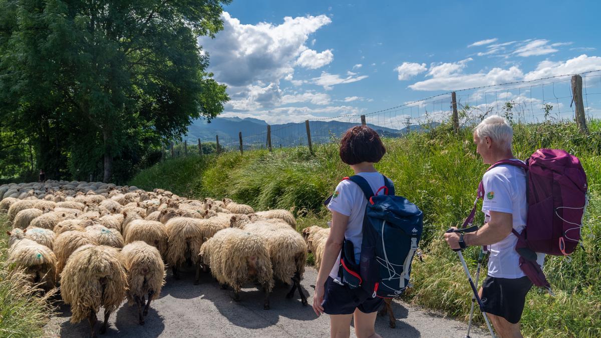 Caminando junto a un rebaño de ovejas latxas.