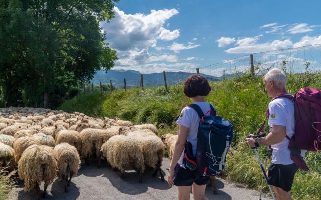 Caminando junto a un rebaño de ovejas latxas.