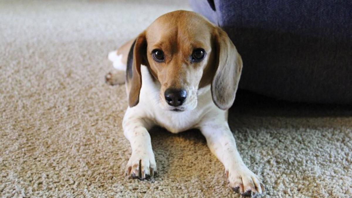 Perro pequeño asustado.