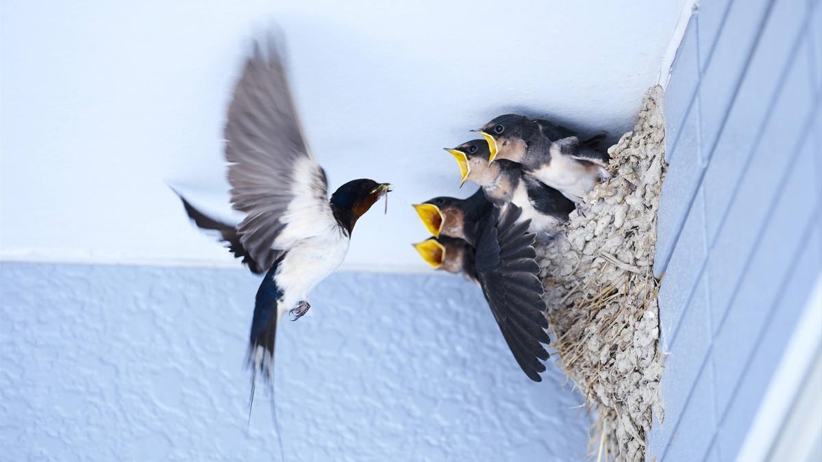 Nido de golondrinas.