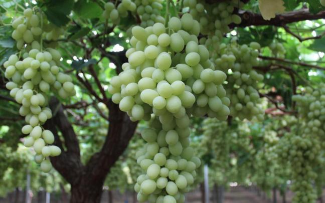 Uva en campo del proveedor Agronativa, de Alhama de Murcia.