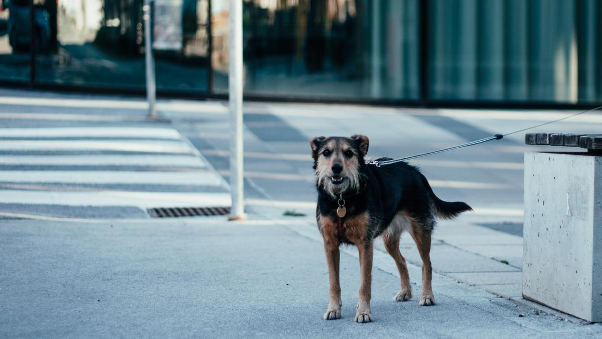 Un perro atado en la calle.