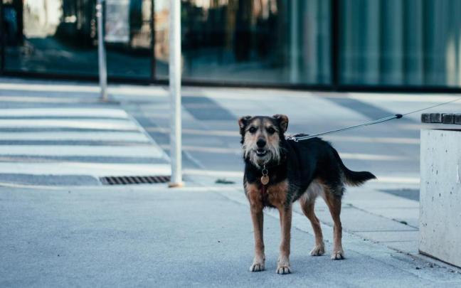 Un perro atado en la calle.