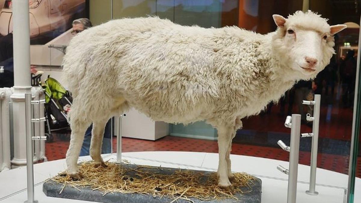 La oveja Dolly, el primer mamífero clonado, expuesta en el Real Museo de Escocia