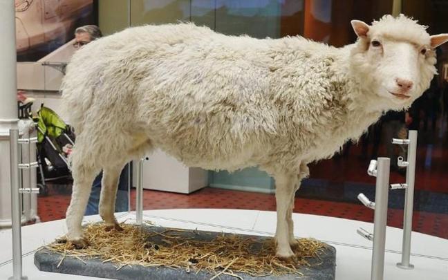 La oveja Dolly, el primer mamífero clonado, expuesta en el Real Museo de Escocia