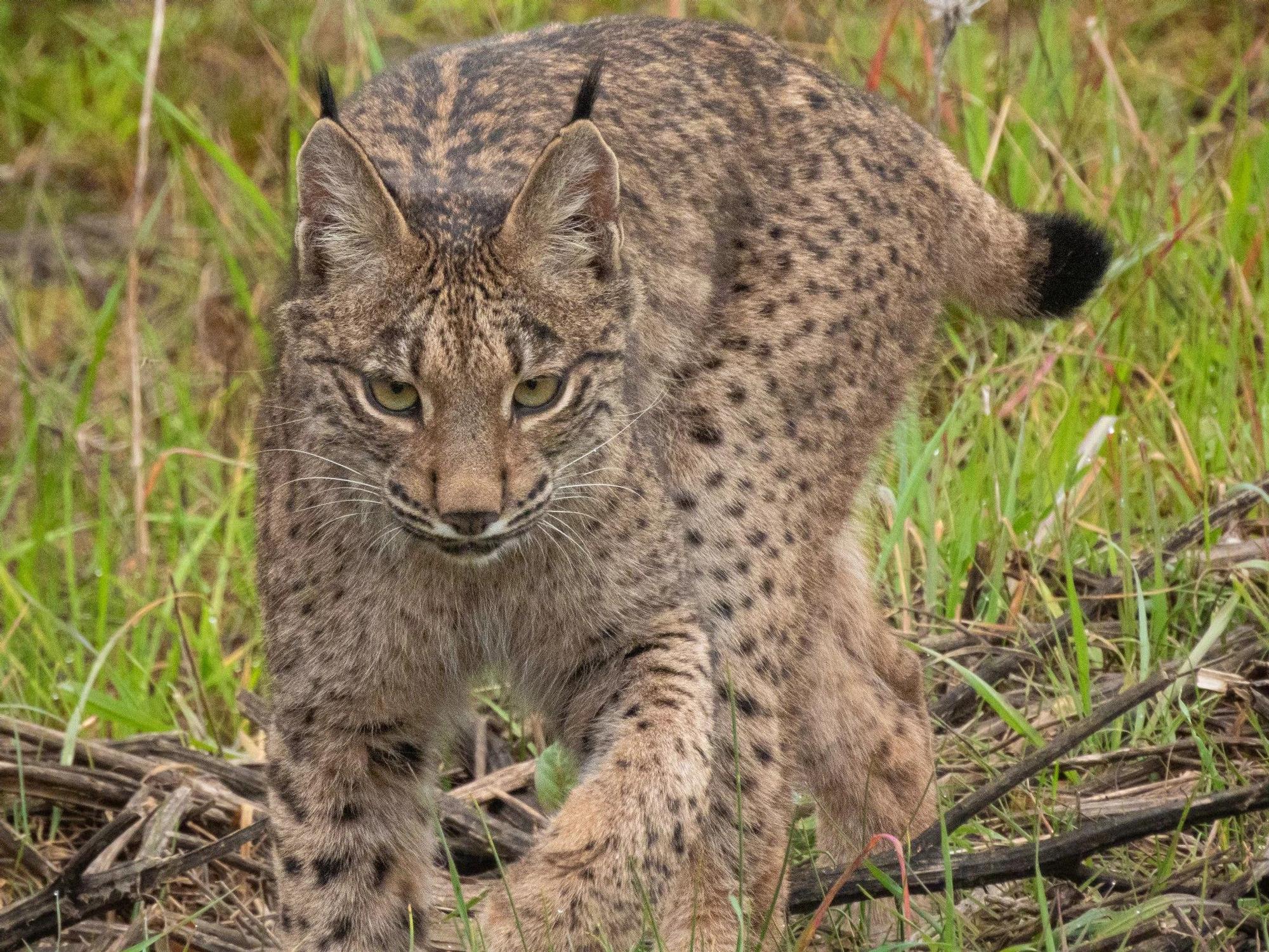 Ejemplar de lince ibérico en Doñana