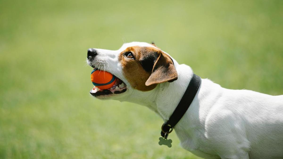 Perro juega con una pelota