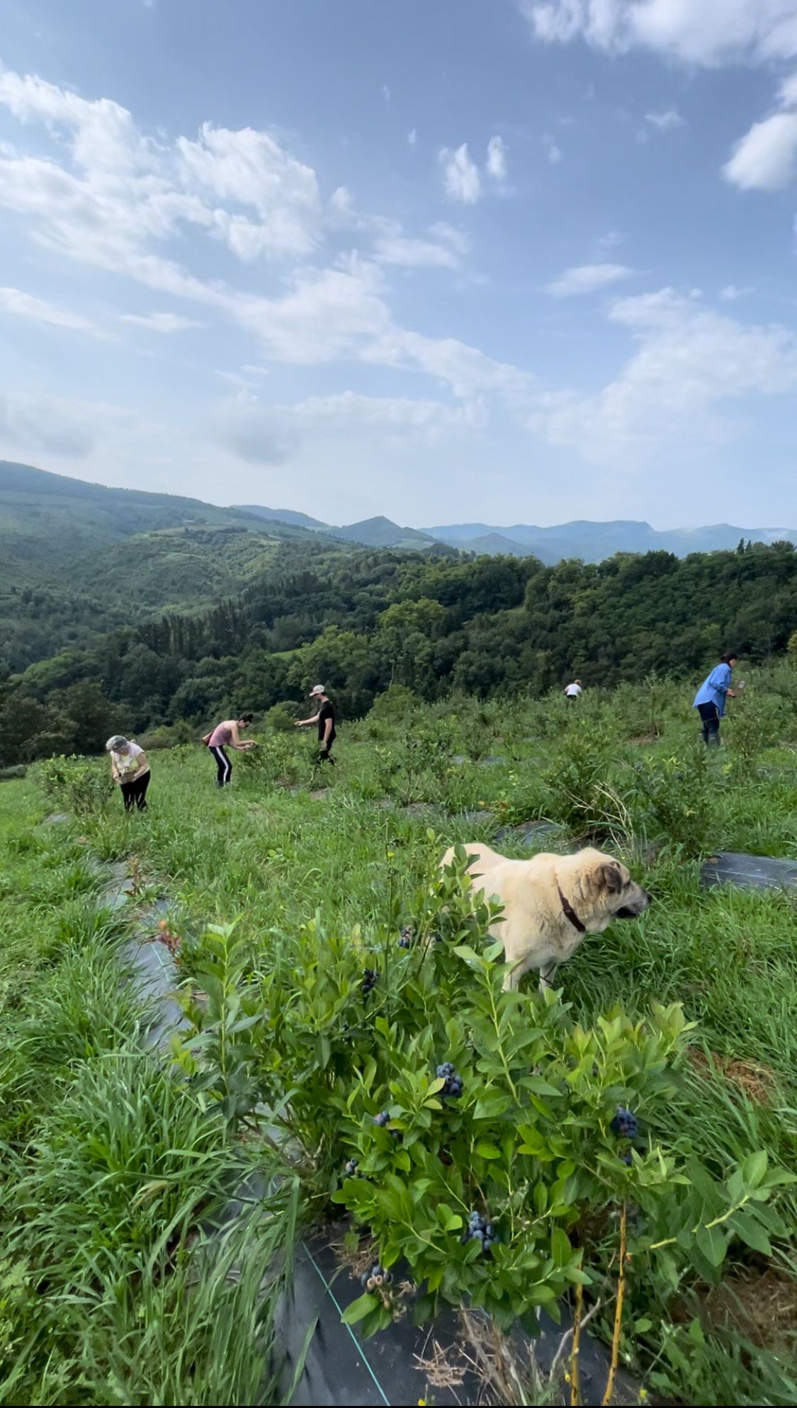 Paorra Baserria gestiona 15 hectáreas de bosques del modo más sostenible posible.