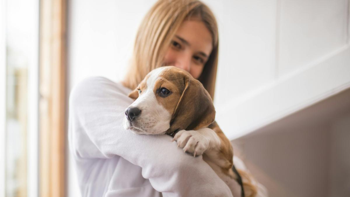 Beagle en los brazos de su dueña